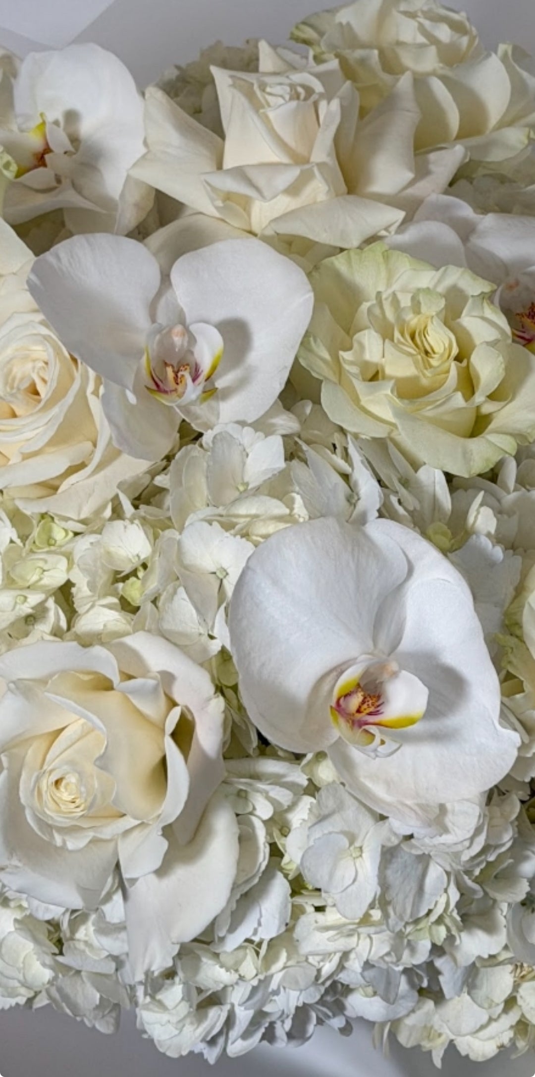 Pickup-Collection: White Dream